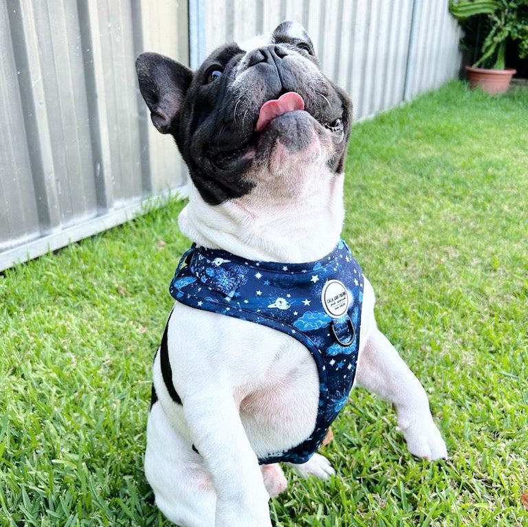 Starry Night: Adjustable Harness