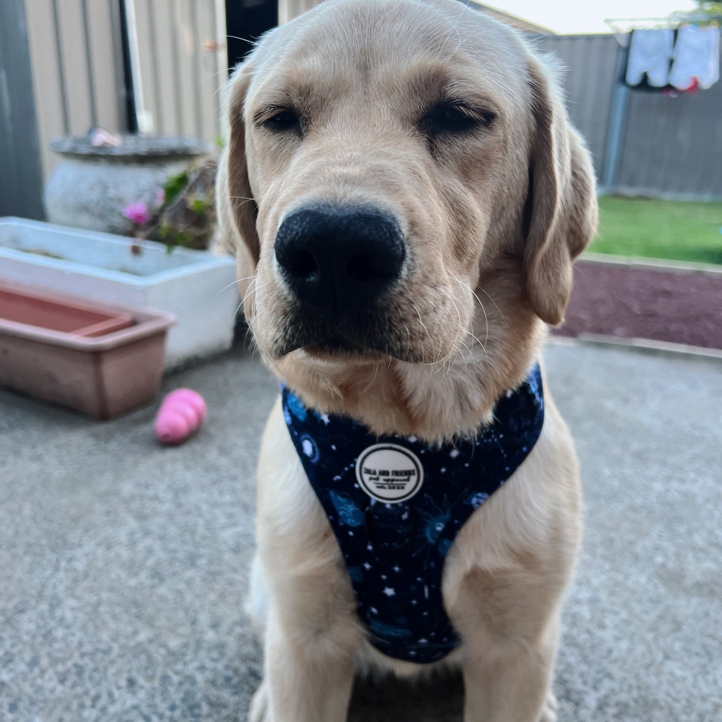 Starry Night: Adjustable Harness