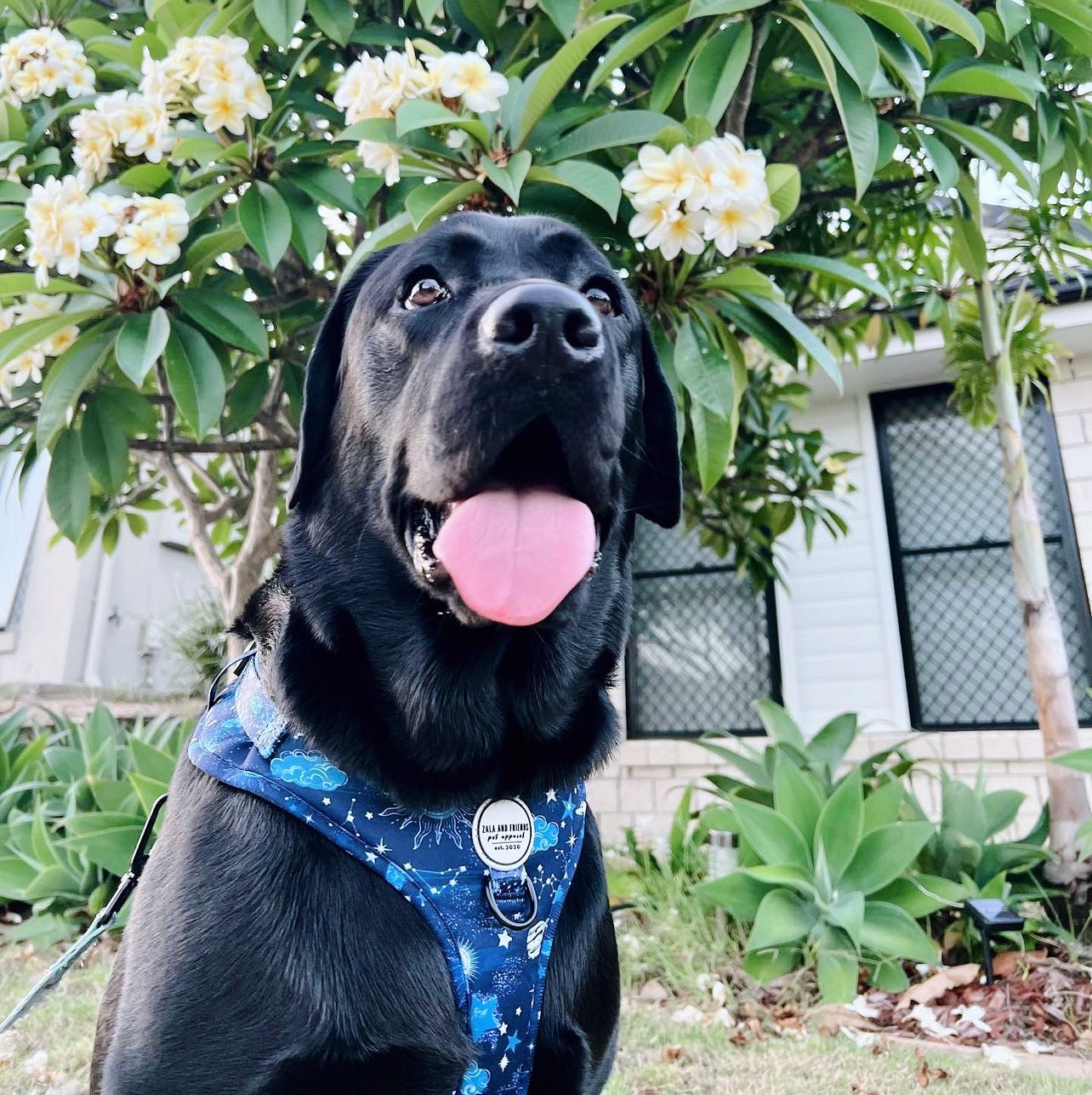 Starry Night: Adjustable Harness