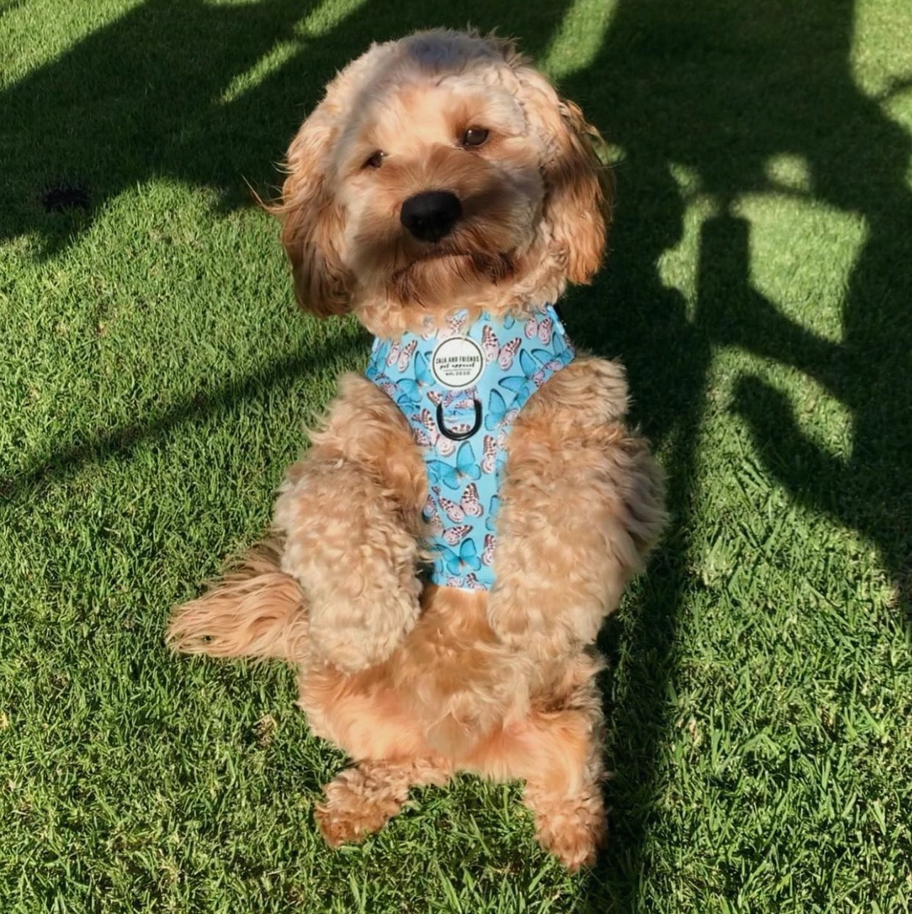 You Give Me Butterflies: Adjustable Harness