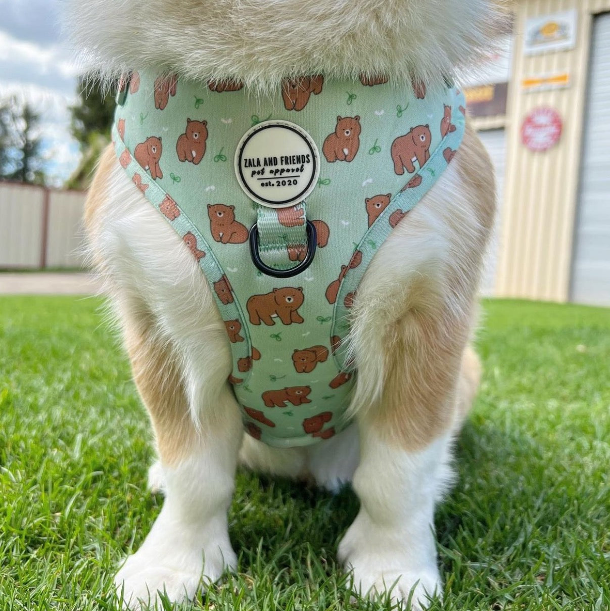 Beary Cute: Adjustable Harness