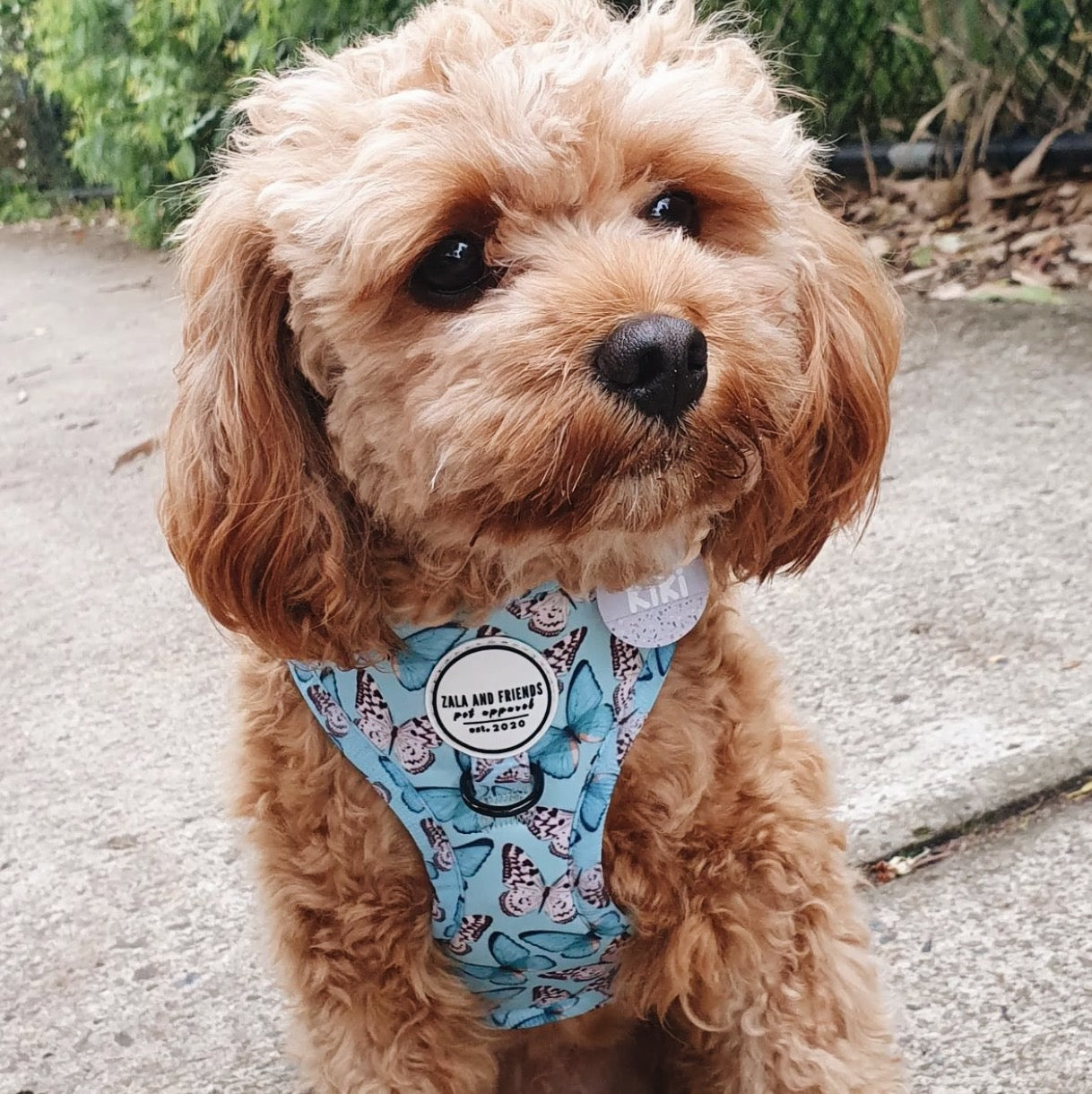 You Give Me Butterflies: Adjustable Harness