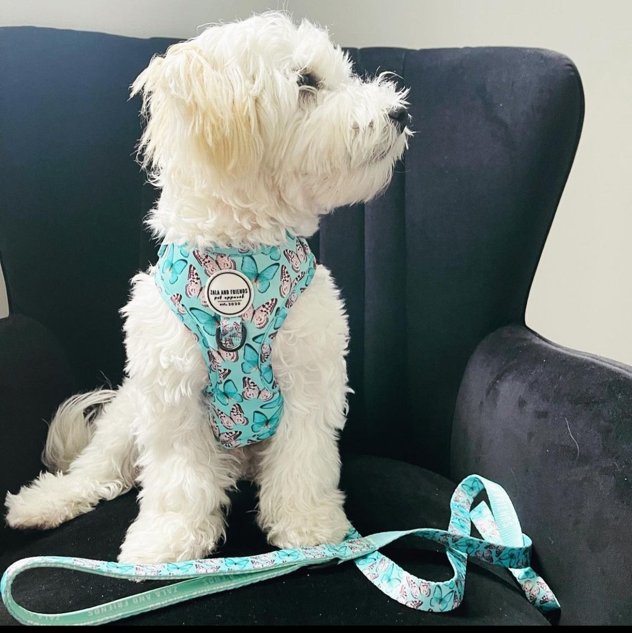 You Give Me Butterflies: Adjustable Harness