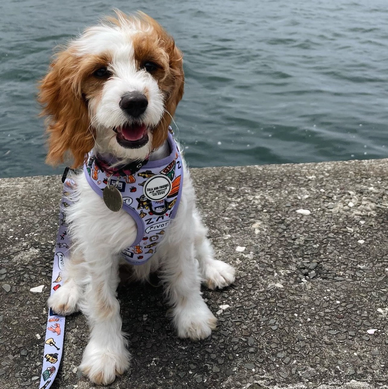 WE WERE ON A BARK!: Adjustable Harness