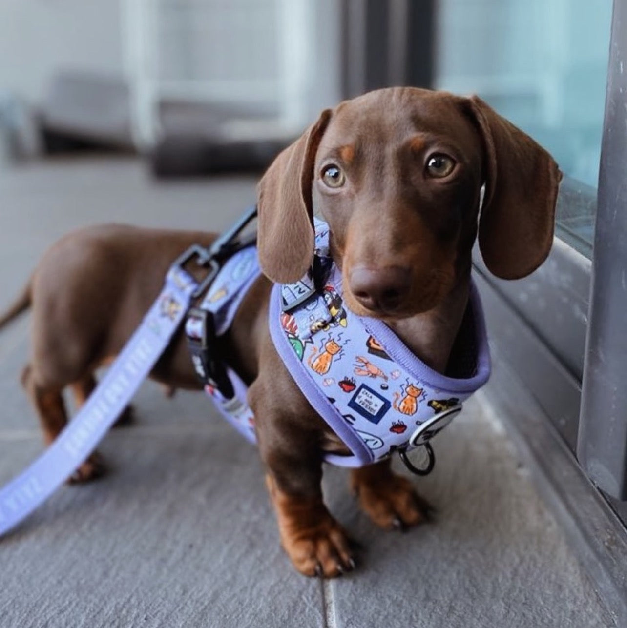 WE WERE ON A BARK!: Adjustable Harness