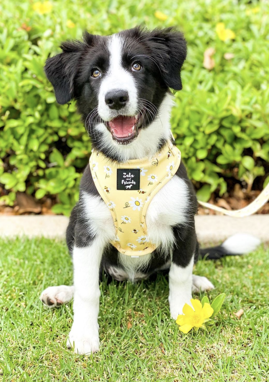 LAST SALE - ADJUSTABLE HARNESS: Bee Friendly