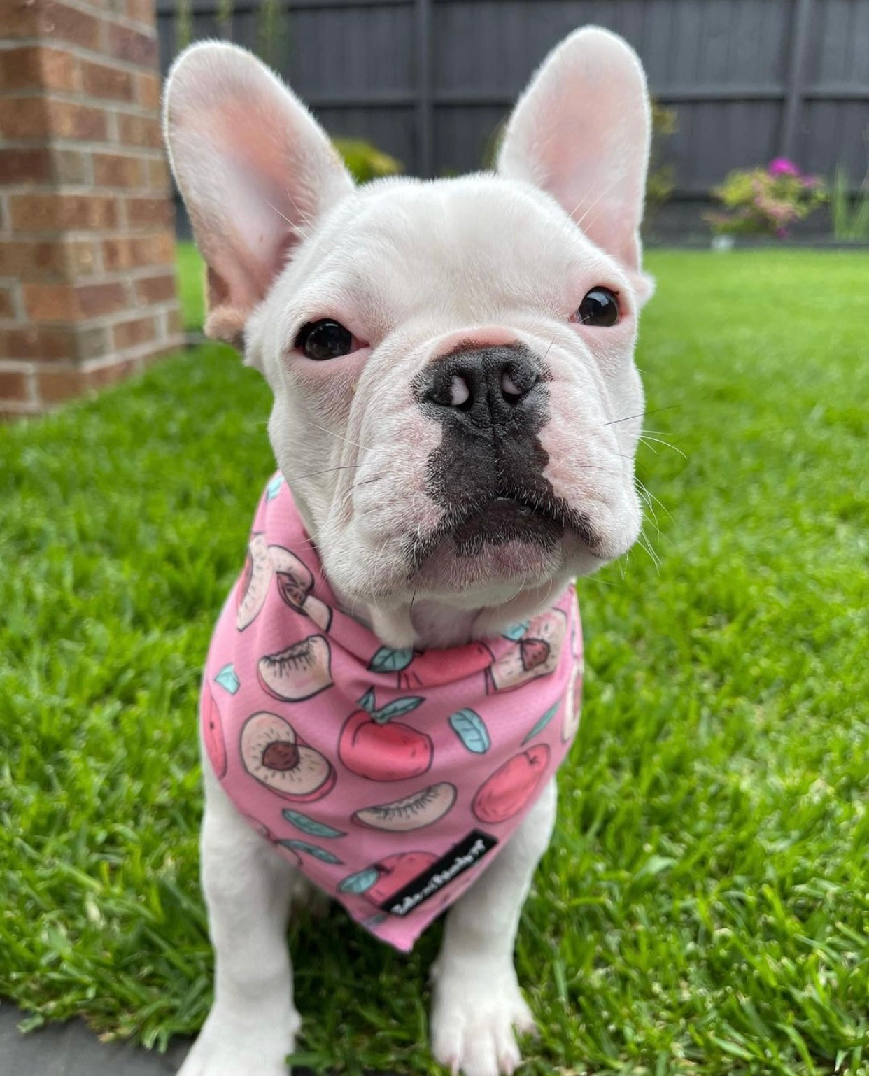 LAST SALE: Feelin' Fruity Bandana