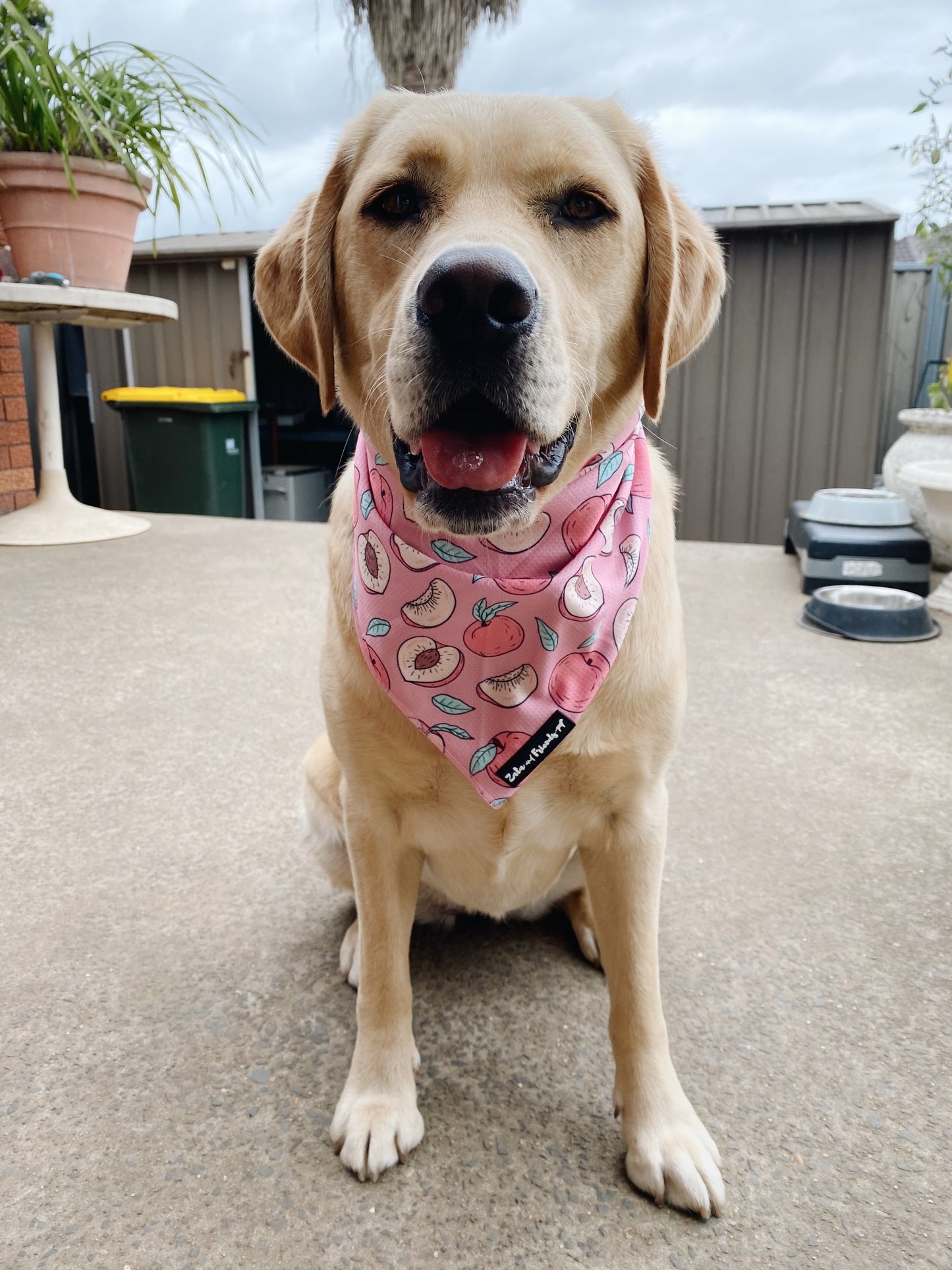 LAST SALE: Feelin' Fruity Bandana