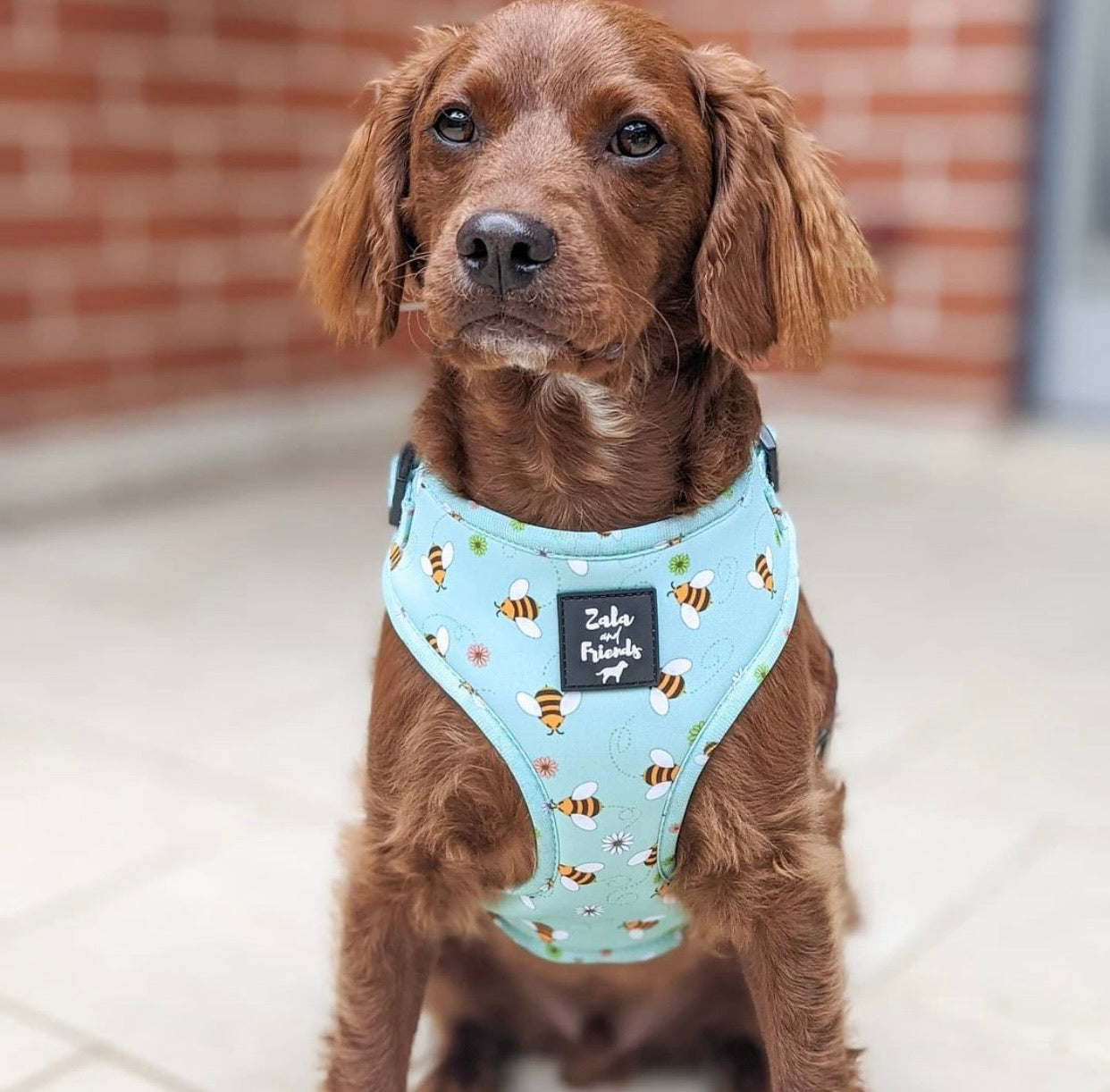 LAST SALE - Blissfully Buzzin': Adjustable Harness