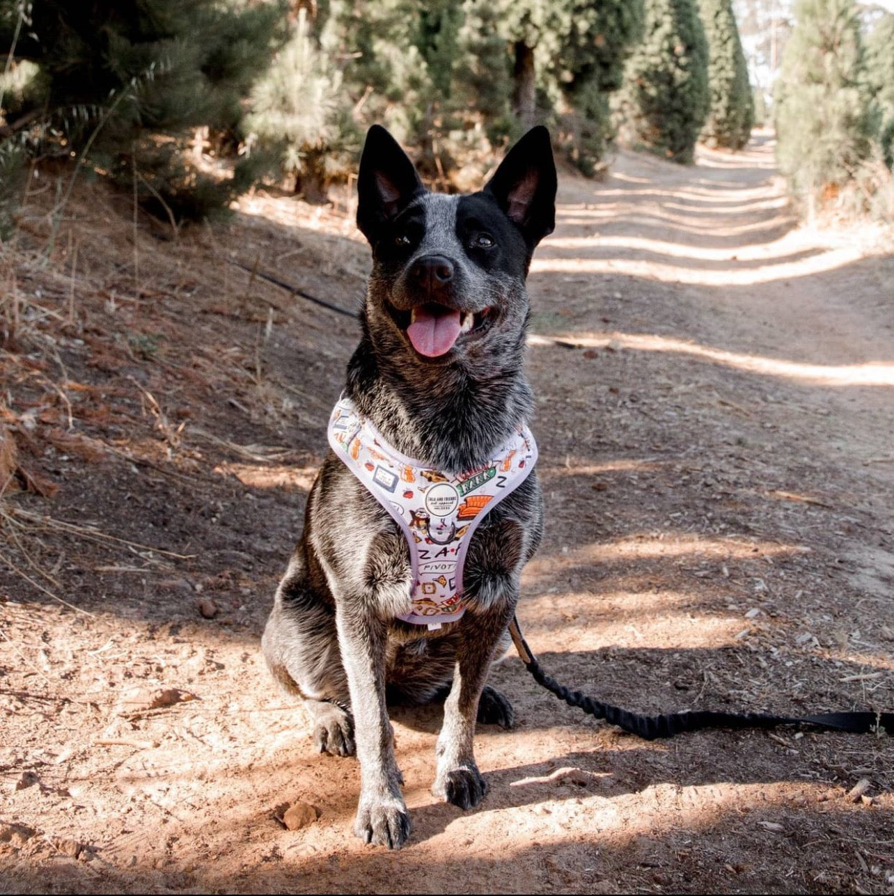 Blue shop heeler harness